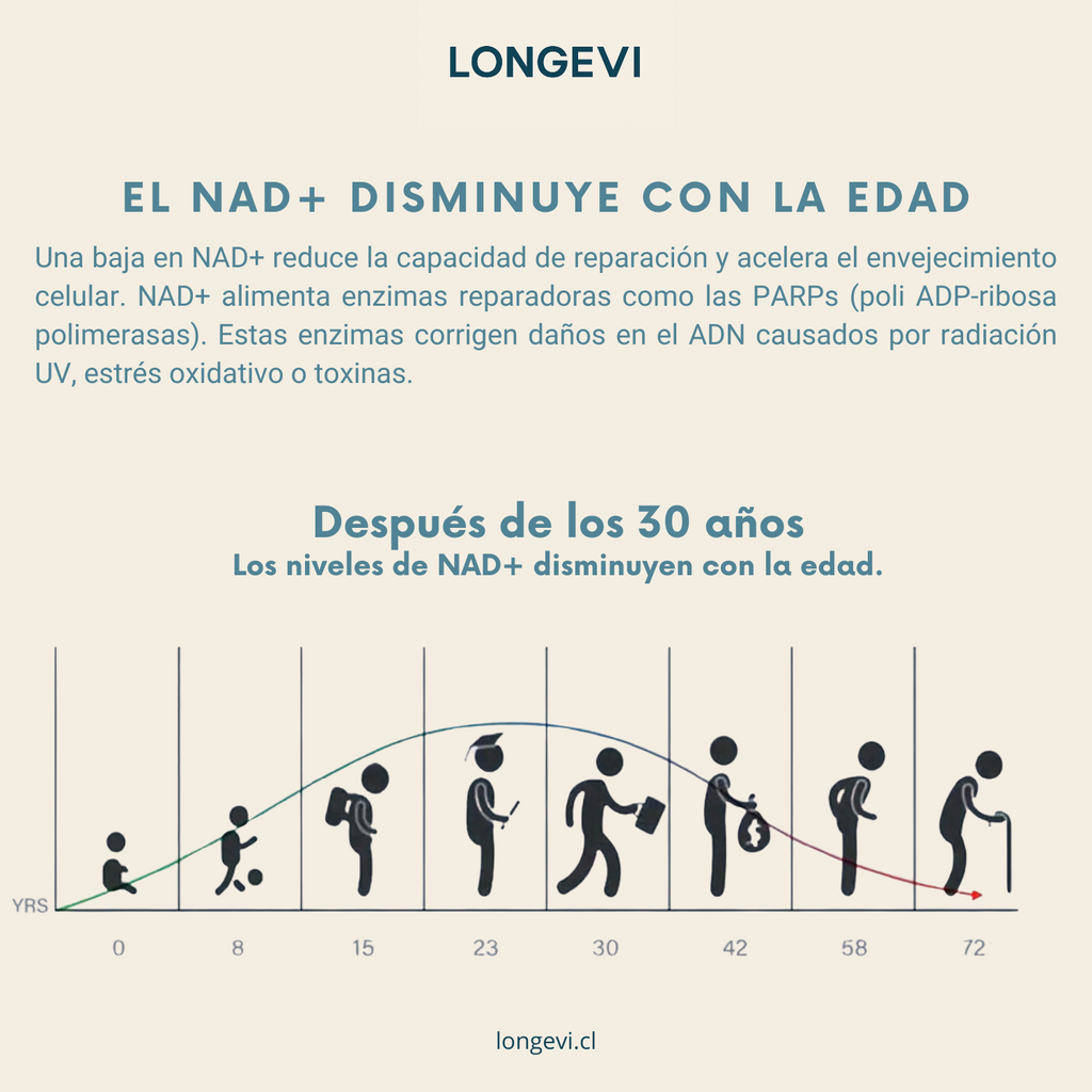 Energía celular y defensa antioxidante en cápsulas